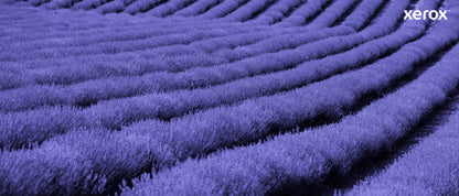 Xerox Genuine ® VersaLink® C400 Color Printer/C405 Color Multifunction Printer Yellow Standard capacity Toner Cartridge (2500 Pages) - 106R03501