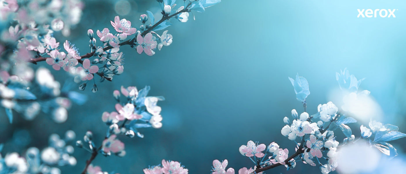 Xerox Genuine ® C230 Color Printer/C235 Color Multifunction Printer Magenta High capacity Toner Cartridge (2500 Pages) - 006R04393