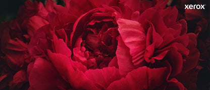 Xerox Genuine Phaser® 6510, WorkCentre® 6515 Black High capacity Toner Cartridge (5500 Pages) - 106R03480