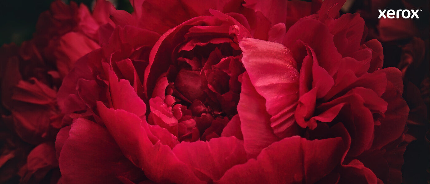 Xerox Genuine ® VersaLink® C400 Color Printer/C405 Color Multifunction Printer Black Standard capacity Toner Cartridge (2500 Pages) - 106R03500